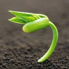 Seeds and Seedlings, Agricultural Supplies Nikos Kotinas